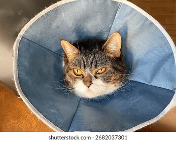 Code after surgery in a protective collar and mesh