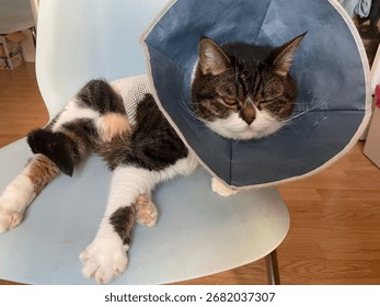 Code after surgery in a protective collar and mesh
