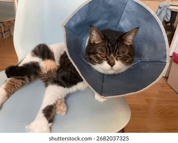 Code after surgery in a protective collar and mesh