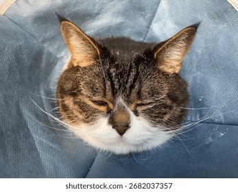 Code after surgery in a protective collar and mesh