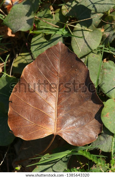 Code Difference Between Dry Leaves Fresh Royalty Free Stock Image