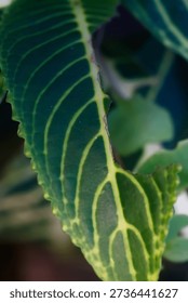 Codiaeum variegatum Croton Leaf Macro closeup Botanical Specimen Horticulture Medicinal Ornamental