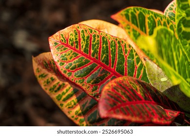 Codiaeum Variegatum (Croton Plant, Garden Croton, Puding, Joseph's Coat, Variegated Croton, Variegated Laurel, Codiaeum) in nature, in bright vibrant green, red, orange and yellow colours. - Powered by Shutterstock