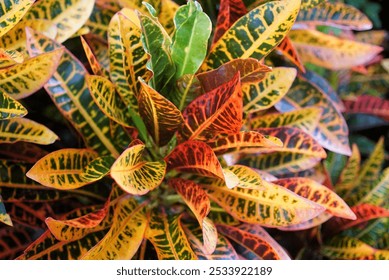 Codiaeum Variegatum (Garden croton or Variegated croton) Foliage with flowers, Croton leaves on brach - Powered by Shutterstock