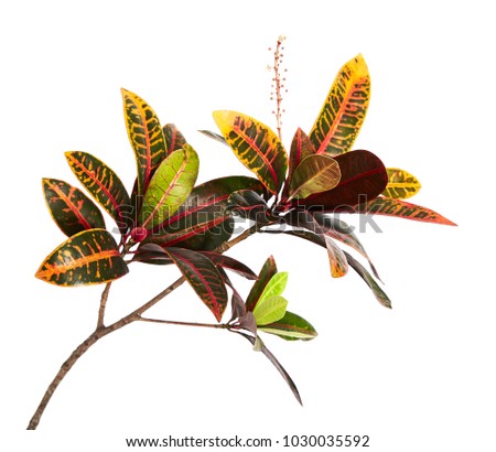 Codiaeum variegatum (garden croton or variegated croton) foliage with flowers, Croton leaves on branch isolated on white background with clipping path
