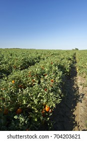 Codigoro (Fe) Italy, A Field Of Tomatoes