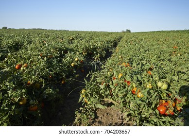 Codigoro (Fe) Italy, A Field Of Tomatoes