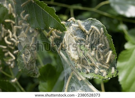 Codling moth caterpillars in silky web on an apple tree branch. Tent silkworm caterpillars in special silk tents land on tree leaves and devour. Selective focus. Agricultural crop pests. Fruit pests