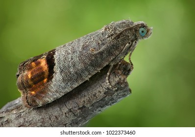 The Codling Moth (Cydia Pomonella), A Danger Pest