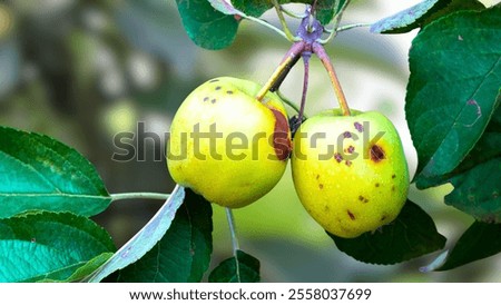 The codling moth, Cydia pomonella (Linn.), is the most serious pest of apple and pear on a worldwide basis.