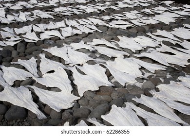 Cods drying at the sun in a small icelandic fisherman's village.