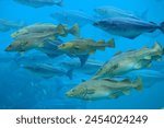 Cods (Gadus morhua) and saithes (Pollachius virens) fish in the Atlantic Sea Park in Alesund, Norway.