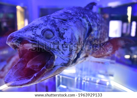 Coelacanth specimens of ancient creatures.