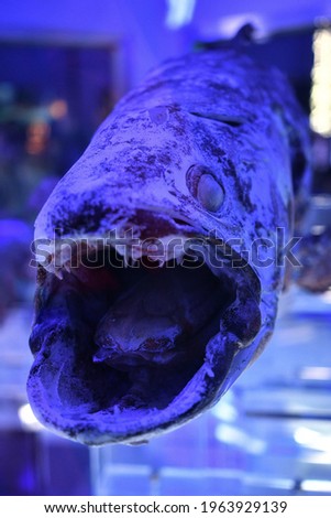 Coelacanth specimens of ancient creatures.