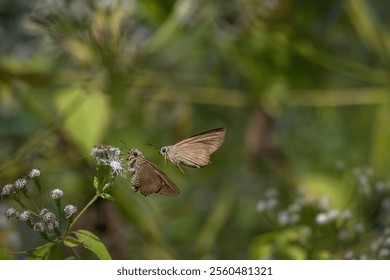 Coeliadinae is a subfamily of the skipper butterfly family. With about 150 described species, this is one of several smallish skipper butterfly subfamilies. - Powered by Shutterstock