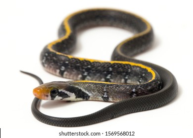 Coelognathus Flavolineatus Black Copper Rat Snake Stock Photo ...