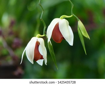 
Coelogyne Usitana, Orchidaceae Family. Is A Species Of Orchid Discovered In The Late 1990s, In Central-east Mindanao, Philippines.
