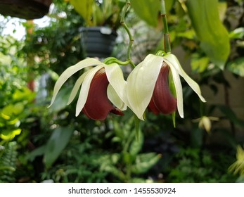 
Coelogyne Usitana, Orchidaceae Family. Is A Species Of Orchid Discovered In The Late 1990s, In Central-east Mindanao, Philippines.
