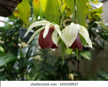 
Coelogyne Usitana, Orchidaceae Family. Is A Species Of Orchid Discovered In The Late 1990s, In Central-east Mindanao, Philippines.
