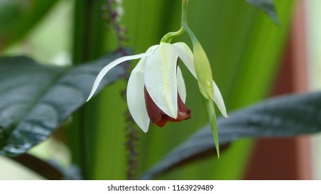 Coelogyne Usitana Is A Species Of Orchid Discovered In The Late 1990s. Orchidaceae Family. Mindanao, Philippines.