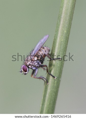 Coenosia tigrina small gray fly with dark spots perched on a reed on blurred background ring lighting with ring flash