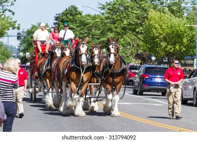 Coeur D' Alene, Idaho - June 12 : Budweiser Clydesdales Parade Down Sherman Avenue, June 12 2015 In Coeur D' Alene, Idaho