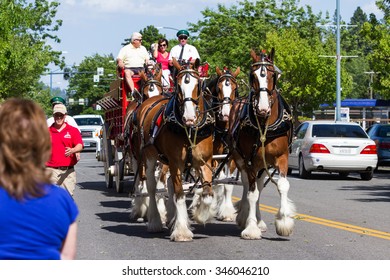 Coeur d' Alene, Idaho - June 12 : Budweiser Clydesdales parade down Sherman avenue, June 12 2015 in Coeur d' Alene, Idaho