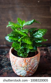 Coffea Arabica - Coffee Plant In A Flower Pot