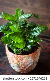 Coffea Arabica - Coffee Plant In A Flower Pot.