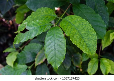 Coffea Arabica Rubiaceae Plant With Green Leaves