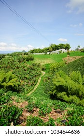 Coffee Axis, Quindio, Armenia, Colombia