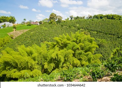 Coffee Axis, Quindio, Armenia, Colombia