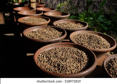 Coffee Bean Plantation In Bali, Indonesia.