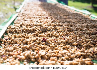 coffee bean processing