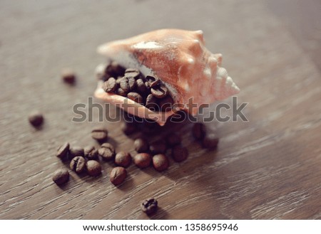 Coffee Bean Seashell