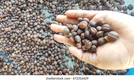 coffee bean,bean,
