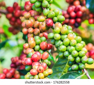 Coffee beans arabica on tree in North of thailand  - Shutterstock ID 176282558