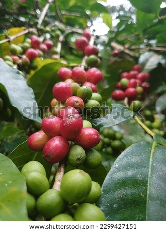 coffee beans before picked from the three 