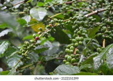 Coffee Beans From Coorg Plantation