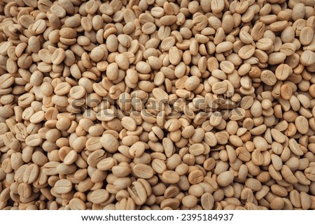 Coffee beans are dried in a greenhouse,