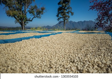 Coffee Beans Drying At Farm.