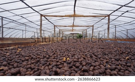 Coffee beans drying inside a dry house using the natura method