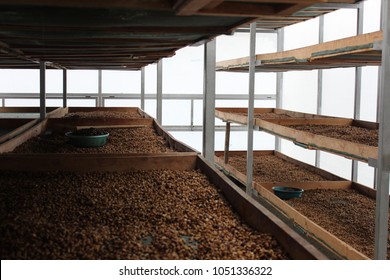 Coffee Beans Drying On Racks In The Solar Dryer