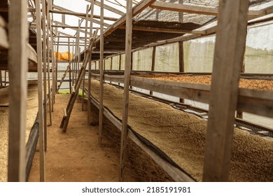 Coffee Beans Drying In A Solar Dryer In Farm In Africa Region