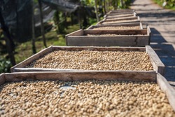 Coffee Beans Drying In The Sun.
