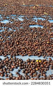 Coffee beans drying in the sun              