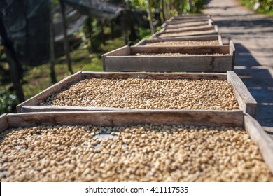 Coffee Beans Drying In The Sun.
