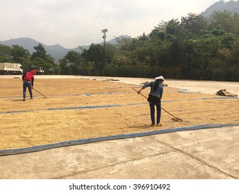 Coffee Beans Drying In The Sun After Harvest Farm At Northern Thailand