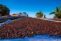 Coffee Beans Drying In The Sun. Coffee Plantations On The Mountains.