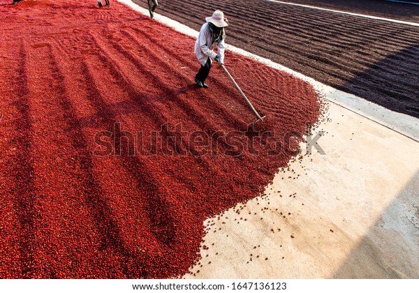 Coffee beans drying in the sun. Coffee plantations\
at coffee farm